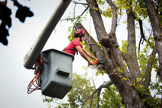 Best Tree Trimming and Pruning  in Natalia, TX